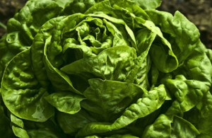 I Found a Head of Lettuce on My Kitchen Floor