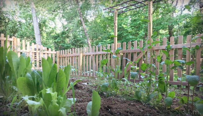 Green Beans, Goulash & My Garden