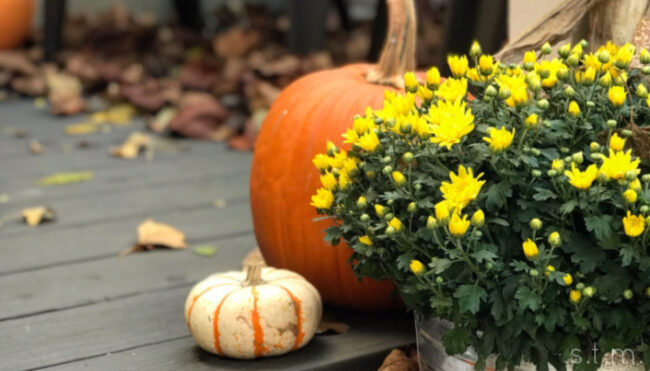 From My Fall Porch